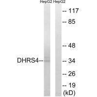 Rabbit Polyclonal Antibody to DHRS4