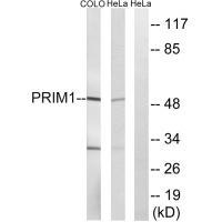 Rabbit Polyclonal Antibody to PRIM1