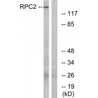 Rabbit Polyclonal Antibody to RPC2