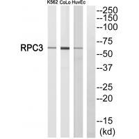 Rabbit Polyclonal Antibody to RPC3