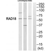 Rabbit Polyclonal Antibody to RAD18