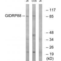 Rabbit Polyclonal Antibody to GIDRP88