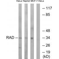 Rabbit Polyclonal Antibody to RAD
