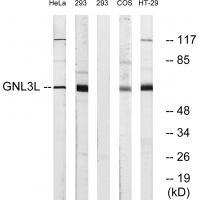 Rabbit Polyclonal Antibody to GNL3L