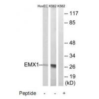 Rabbit Polyclonal Antibody to EMX1