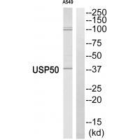 Rabbit Polyclonal Antibody to USP5