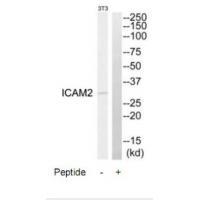 Rabbit Polyclonal Antibody to ICAM2