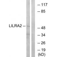 Rabbit Polyclonal Antibody to LILRA2