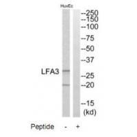 Rabbit Polyclonal Antibody to LFA3