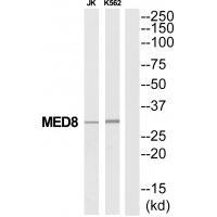 Rabbit Polyclonal Antibody to MED8