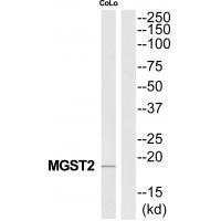 Rabbit Polyclonal Antibody to MGST2