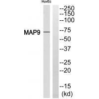 Rabbit Polyclonal Antibody to MAP9