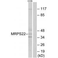 Rabbit Polyclonal Antibody to MRPS22