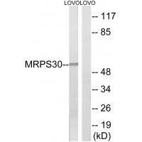 Rabbit Polyclonal Antibody to MRPS3