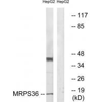 Rabbit Polyclonal Antibody to MRPS36