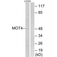 Rabbit Polyclonal Antibody to MOT4