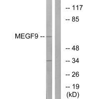 Rabbit Polyclonal Antibody to MEGF9