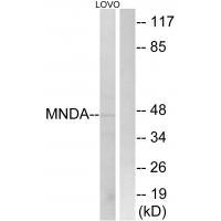 Rabbit Polyclonal Antibody to MNDA