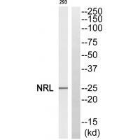 Rabbit Polyclonal Antibody to NRL