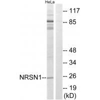 Rabbit Polyclonal Antibody to NRSN1