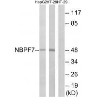 Rabbit Polyclonal Antibody to NBPF7