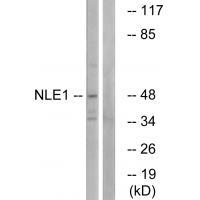 Rabbit Polyclonal Antibody to NLE1