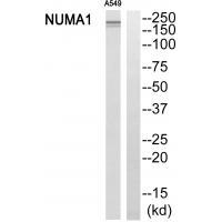 Rabbit Polyclonal Antibody to NUMA1
