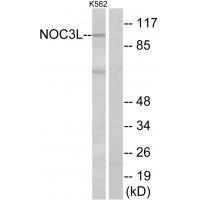 Rabbit Polyclonal Antibody to NOC3L