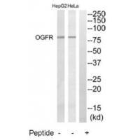 Rabbit Polyclonal Antibody to OGFR