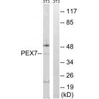 Rabbit Polyclonal Antibody to PEX7