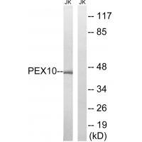 Rabbit Polyclonal Antibody to PEX1