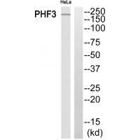 Rabbit Polyclonal Antibody to PHF3