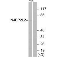Rabbit Polyclonal Antibody to N4BP2L2