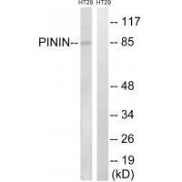 Rabbit Polyclonal Antibody to PNN