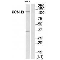 Rabbit Polyclonal Antibody to KCNH3