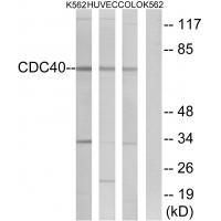 Rabbit Polyclonal Antibody to CDC4