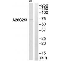 Rabbit Polyclonal Antibody to A26C2/3