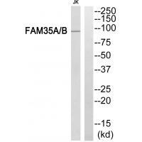 Rabbit Polyclonal Antibody to FAM35A/B