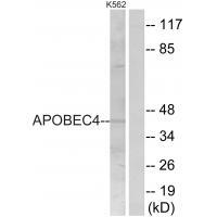 Rabbit Polyclonal Antibody to APOBEC4
