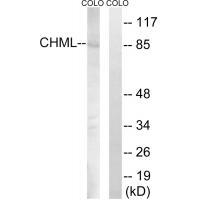 Rabbit Polyclonal Antibody to CHML