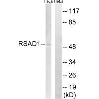 Rabbit Polyclonal Antibody to RSAD1