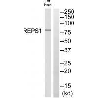 Rabbit Polyclonal Antibody to REPS1