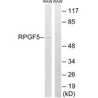 Rabbit Polyclonal Antibody to RAPGEF5