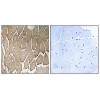 Rabbit Polyclonal Antibody to RAB34