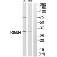 Rabbit Polyclonal Antibody to RIMS4