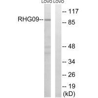 Rabbit Polyclonal Antibody to RHG9