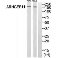 Rabbit Polyclonal Antibody to ARHGEF11