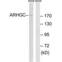 Rabbit Polyclonal Antibody to ARHGEF12
