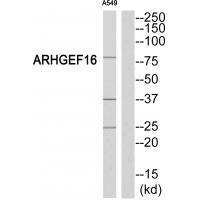 Rabbit Polyclonal Antibody to ARHGEF16