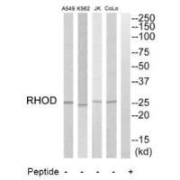 Rabbit Polyclonal Antibody to RHOD